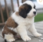 kr�sn� �t�n� svat�ho Benarda k adopci