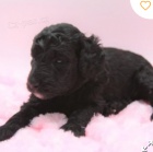 kr�sn� �t�n� pudla k adopci