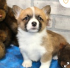 kr�sn� americk� corgi k adopci