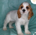 kr�sn� kokr�pan�l k adopci