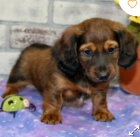 kr�sn� jezev��k k adopci