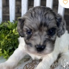 kr�sn� �t�n� cockapoo k adopci