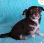 kr�sn� �ivava �t�n� pro adopton