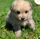 kr�sn� �t�n� pomapoo k adopci