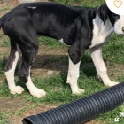 lovelyfreeda grea dane �t�n� k adopci