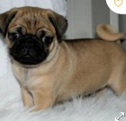 kr�sn� �t�n� mopsl�ka k adopci