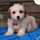 kr�sn� �t�n� bernedoodle k adopci