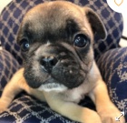 kr�sn� �t�n� buldo�ka freench k adopci