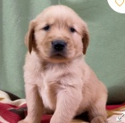 kr�sn� �t�n� zlat�ho retr�vra k adopci