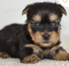 kr�sn� �t�n� teri�ra k adopci