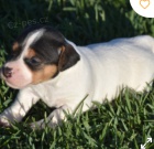 kr�sn� �t�n� russel teri�ra k adopci