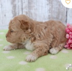 kr�sn� maltipoo �t�n� k adopci