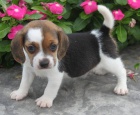 �t��ata Beagle p�ipravena.
