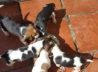 Kr�sn� �t���tka beagle k adopci