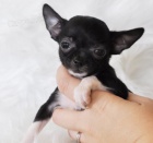 Fantastick� �t��ata �ivavy