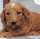 kr�sn� zlat� doodle �t�n� k adopci