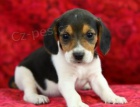 Okouzluj�c� beagle �t�n� k adopci