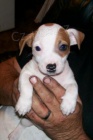 Kr�sn� �t���tka Jack Russell teri�ra na prodej