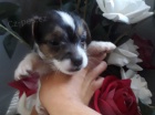 Kr�sn� miniaturn� �t���tka Jack Russell p�ipraven� k okam�it�mu pou�it�