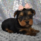 Rozko�n� a kr�sn� �t���tka miniaturn�ho yorkshire teri�ra na prodej.