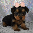 Rozko�n� a kr�sn� �t���tka miniaturn�ho yorkshire teri�ra na prodej.