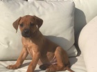 Rhodesian ridgeback �t��ata
