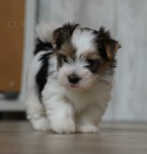 biewer yorkshire teri�r �t��ata na prodej.