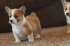 Pembroke welsh corgi �t��ata