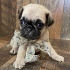 Kr�sn�, o�kovan� a od�erven� b�ov� �t���tka mops� na prodej.