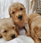 Zlat� retr�vr evropsk� sv�tl� kab�t