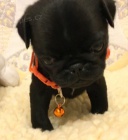 �ern� kr�sn� mops �t��ata k adopci.