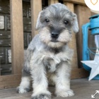 kr�sn� miniaturn� kn�ra�