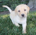 Zdrav� �t��ata labradorsk�ho retr�vra na prodej.