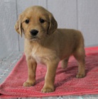 Dob�e tr�novan� �t��ata zlat�ho retr�vra na prodej.