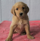 Dob�e tr�novan� �t��ata zlat�ho retr�vra na prodej.