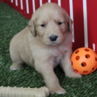 �t��ata zlat�ho retr�vra na prodej.