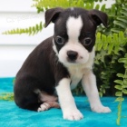 hygienicky a soci�ln� vycvi�en� �t��ata bostonsk�ho teri�ra na prodej �t��ata jsou o�kov�na, od�ervena a nyn� jsou p�ipravena j�t do sv� nov� rodiny a domova.