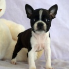 hygienicky a soci�ln� vycvi�en� �t��ata bostonsk�ho teri�ra na prodej