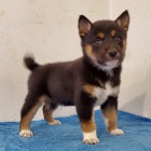 �t��ata shiba inu na prodej