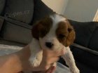 Kr�sn� ozna�en� �t��ata Cavalier King Charles spaniel
