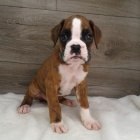 americk� buldok �t��ata na prodej.