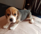 trikol�ra �t��ata beagle na prodej.