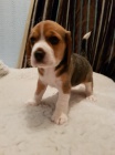 trikol�ra �t��ata beagle na prodej.