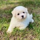 Bichon frize �t��ata na prodej.