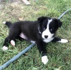 nao�kovan� �t��ata border kolie na prodej