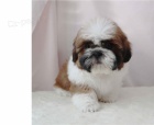�t��ata shih tzu