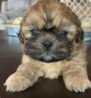 kr�sn� p�stounsk� shih tzu k adopci