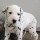 Dalmatsk� �t���tka na prodej