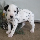 Dalmatsk� �t���tka na prodej