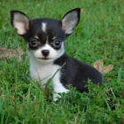 kr�sn� a o�kovan� �ivava mini